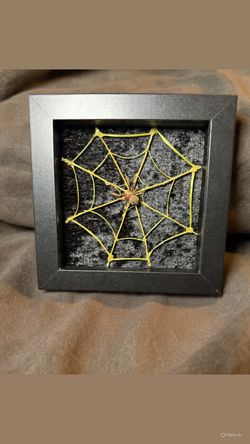 Framed Real Spider Web Taxidermy Art