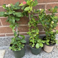 Crown Thorns Plants 