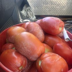 Tomate Roma