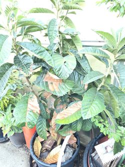 Loquat