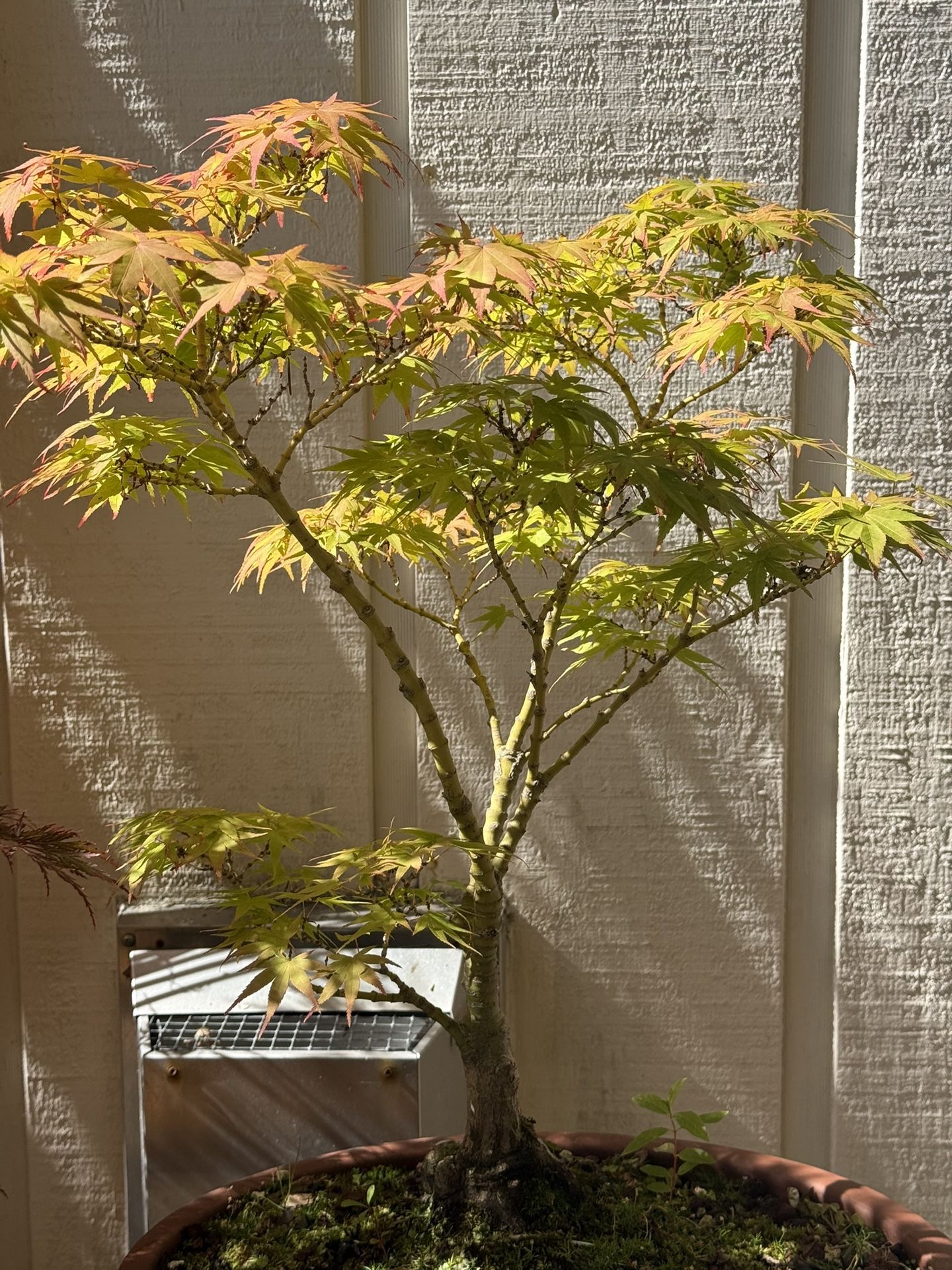 Japanese Maple Bonsai 