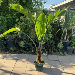 Bird Of Paradise