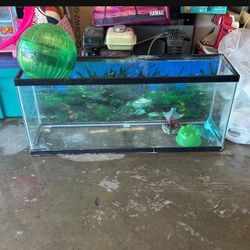 Fish Tank 