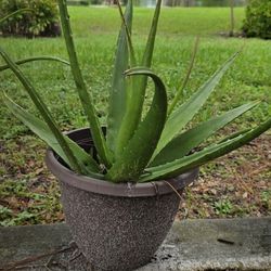 Aloe Vera Plants 
