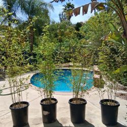 6-7 Feet 13 Gallon Pot Golden Bamboo Plants Lot Of 4