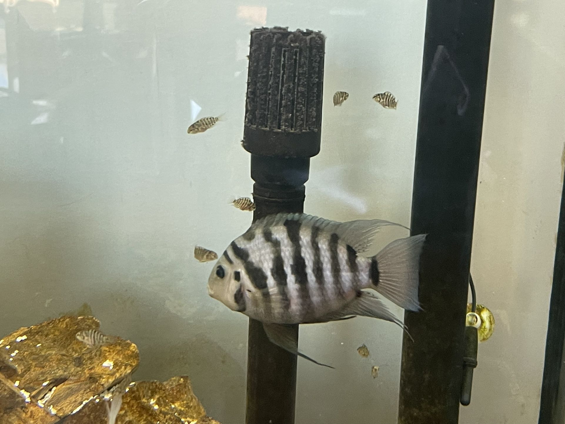 Fish Tank