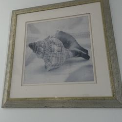 Picture Of Shell - Big