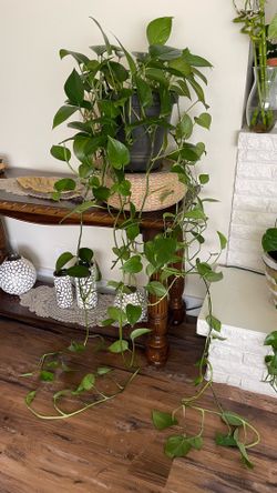 Long healthy pothos