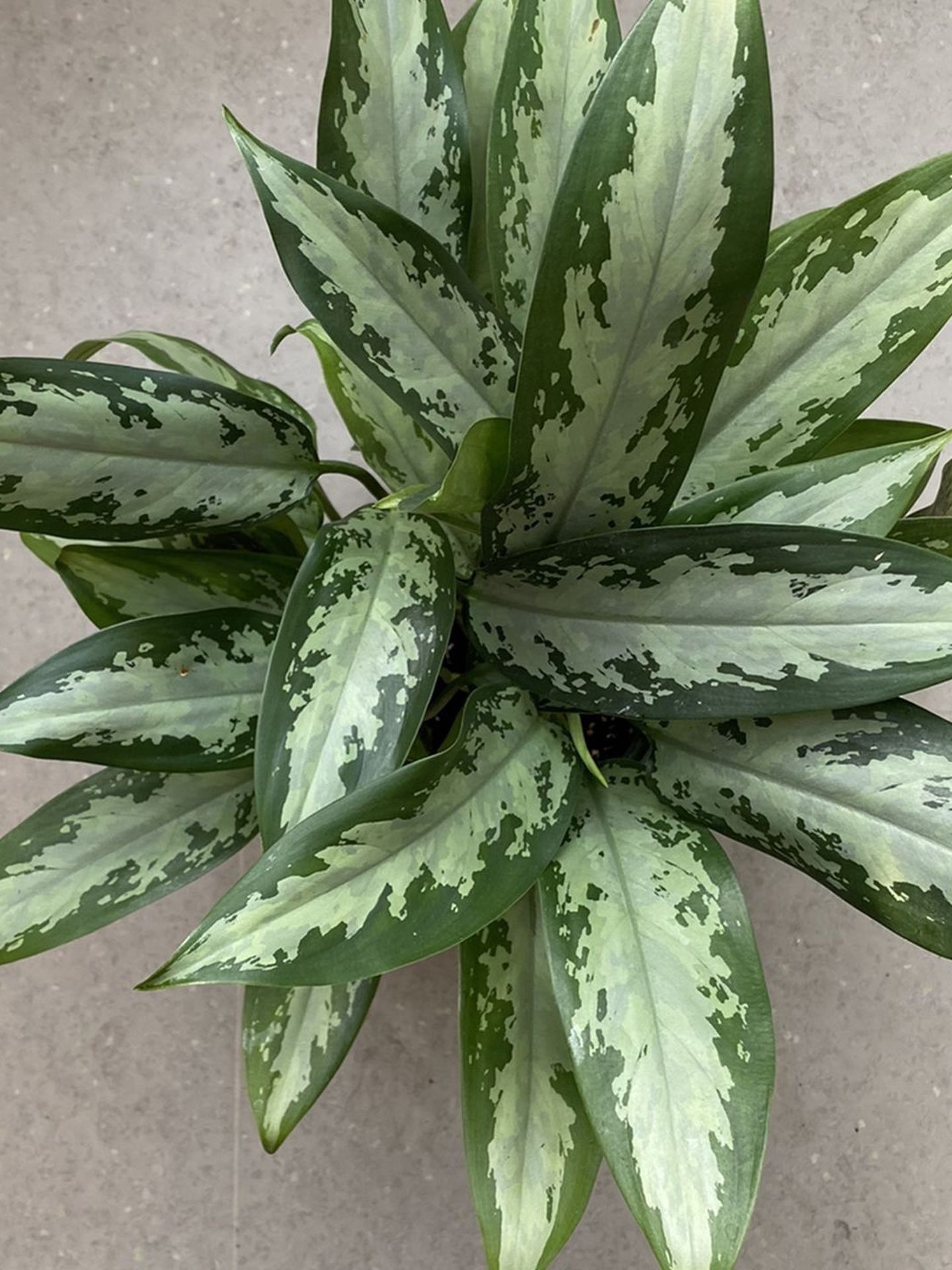 Emerald Bay Chinese Evergreen Plant 6 Inch
