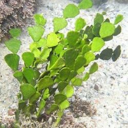 Halimeda Macroalgae For Saltwater Reef Tanks 