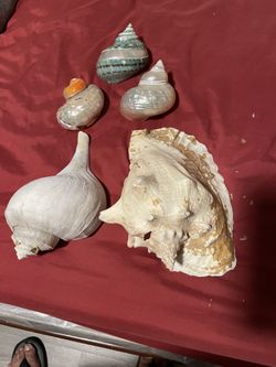 Big Sea Shells  