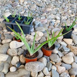 Aloe Vera Starter Plant