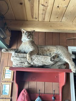 Taxidermy bobcat