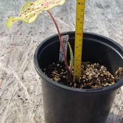 Caladium Plant,  Live,  7 Inches Tall 