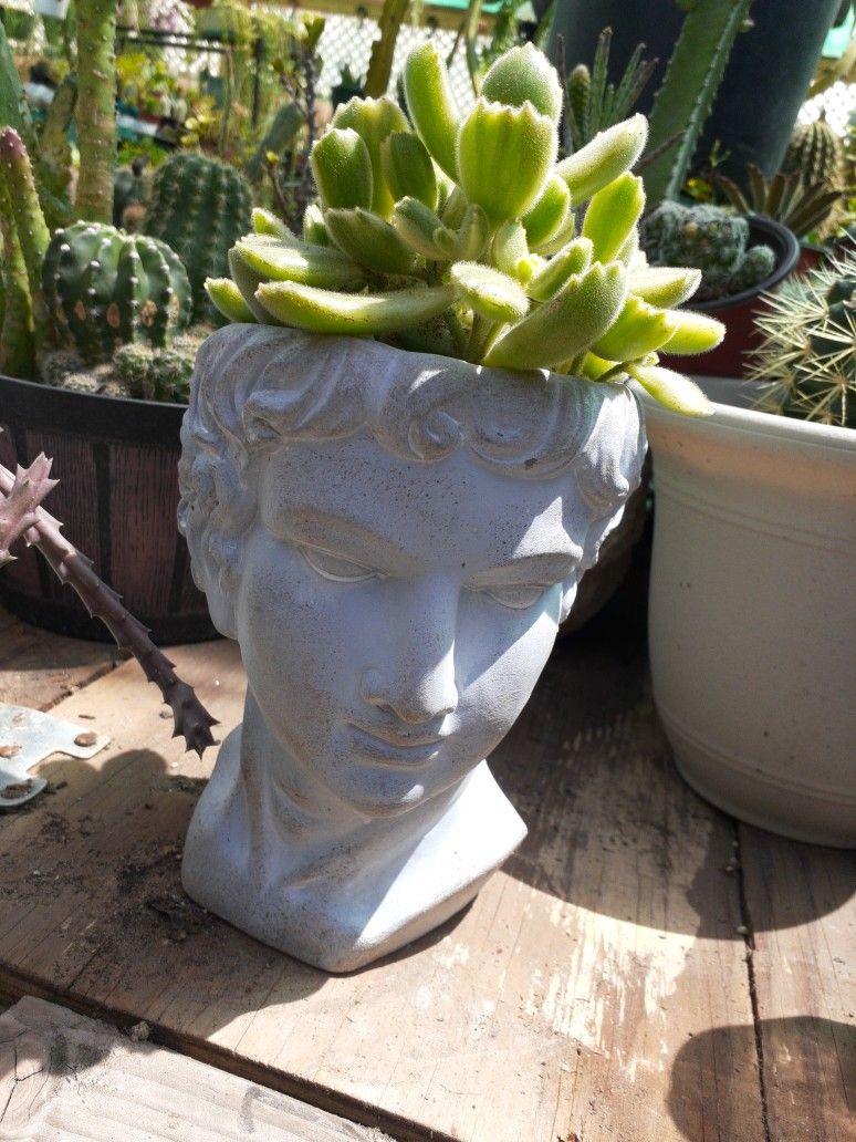 Roman's heads with succulents $15 each 