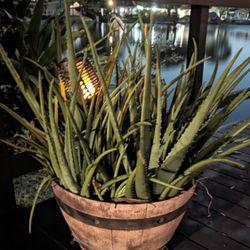 Large Aloe Plants In High Quality Pots - Various
