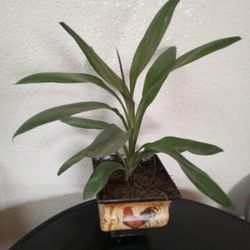 Planta 