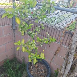 Planta De Limon