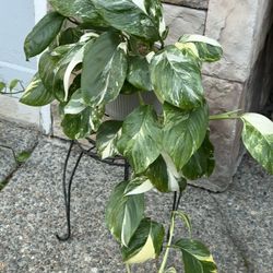 Rare Variegated Monstera Lechleriana Plant