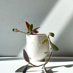 Lush Purple Queen Plant/ Indoor Plant/ House Plant Flower Patio Garden 