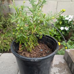 Marigold