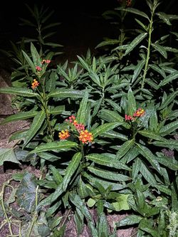 Milkweed Butterfly 🦋