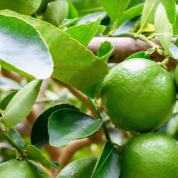 Organic Grafted Lime Tree