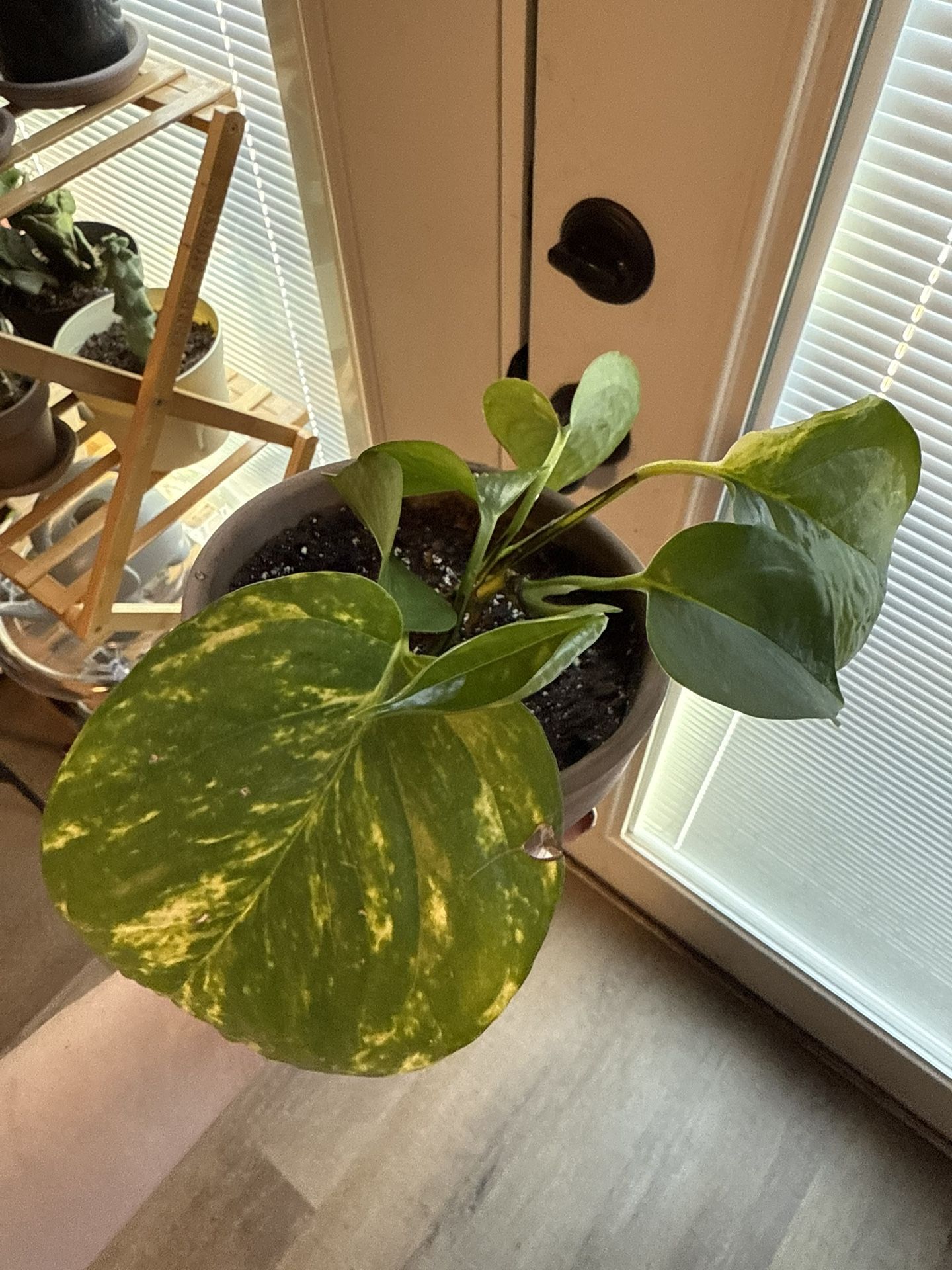 Pothos And Terracotta Pot