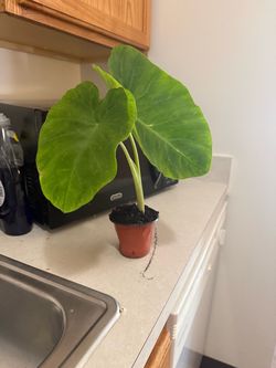 Monstera Babies