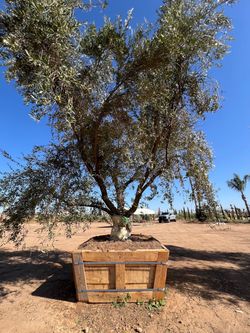 Olive tree 72” box