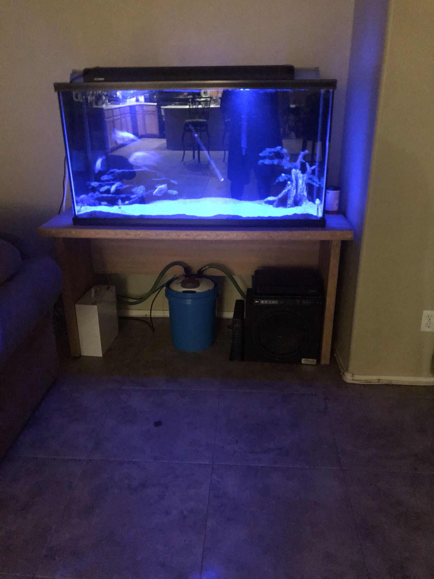 100 gallon aquarium