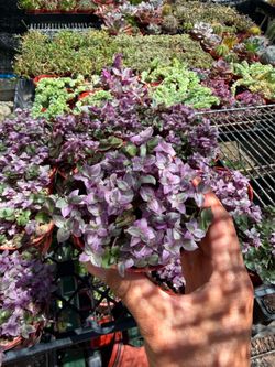 Callisia repens 'Pink Lady' 🔥🪴❤️