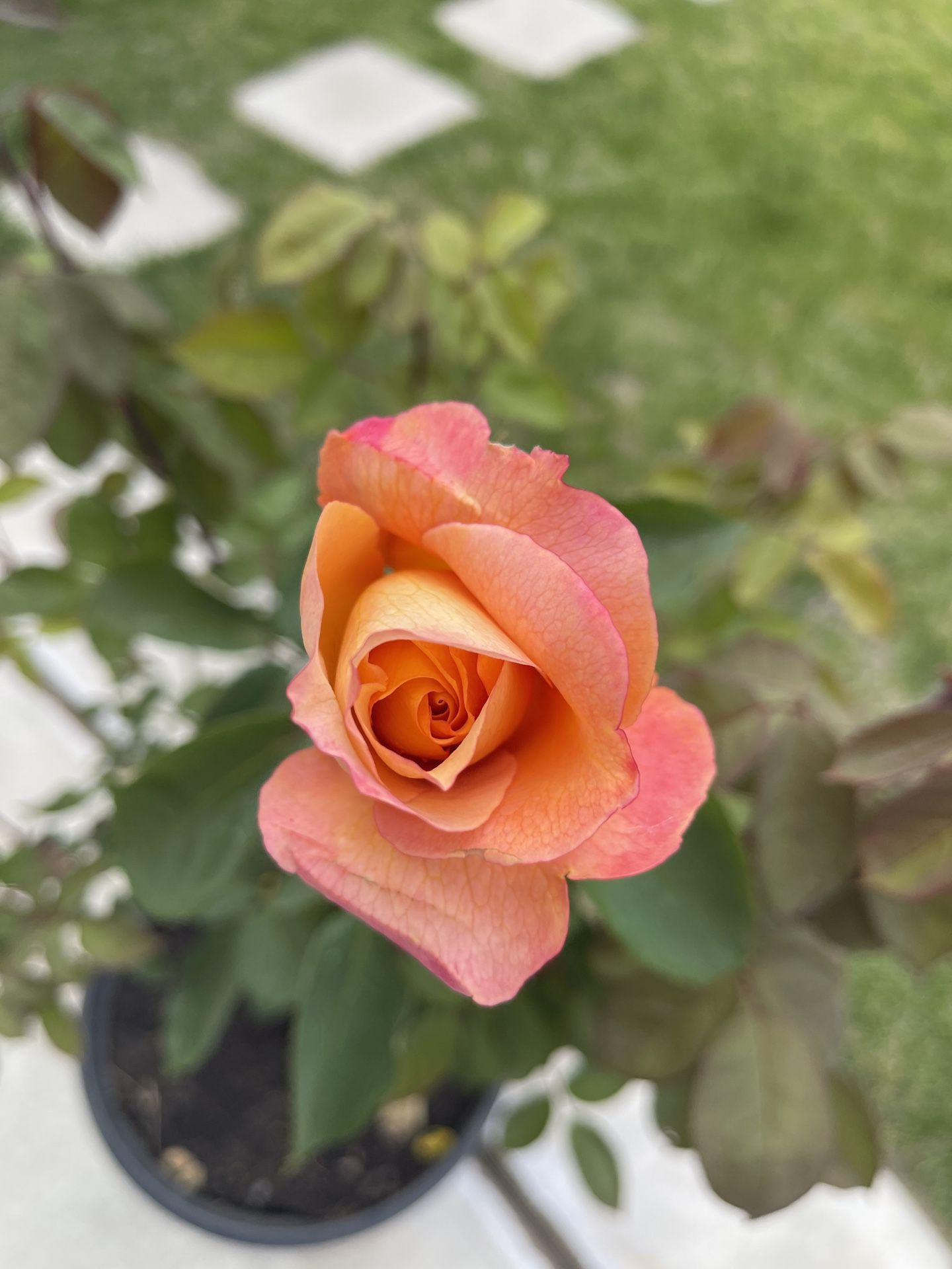 Pretty Roses and Flower Pots