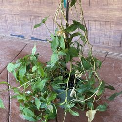 Plant