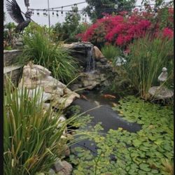 Free Place To Relocated Your Pond  Koi Shubunkins Plecostomus 