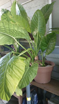 Plant