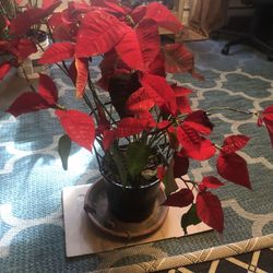Real Poinsettia 