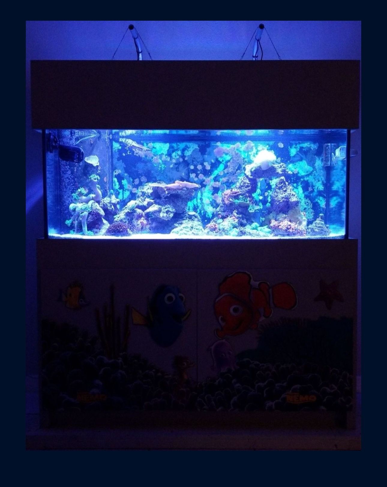 Salt Water aquarium 