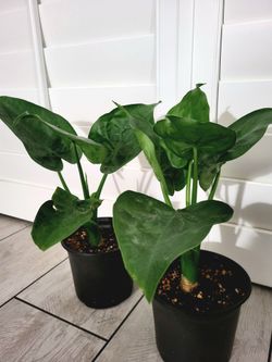 🌿Live Elephant Ear Plant 14" In Pot 5" ~ $12/Ea
