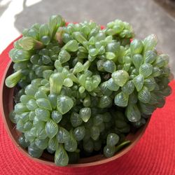 Full Pot Alien Eggs Succulent Plant