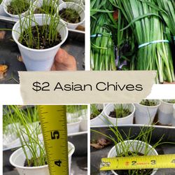 Asian Chive 