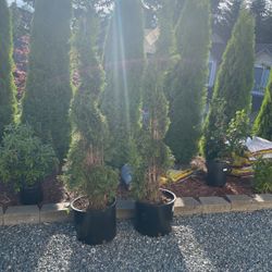 Spiral emerald green arborvitae