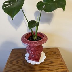 Beautiful Succulent In A Decorative Pinkish Red Vase