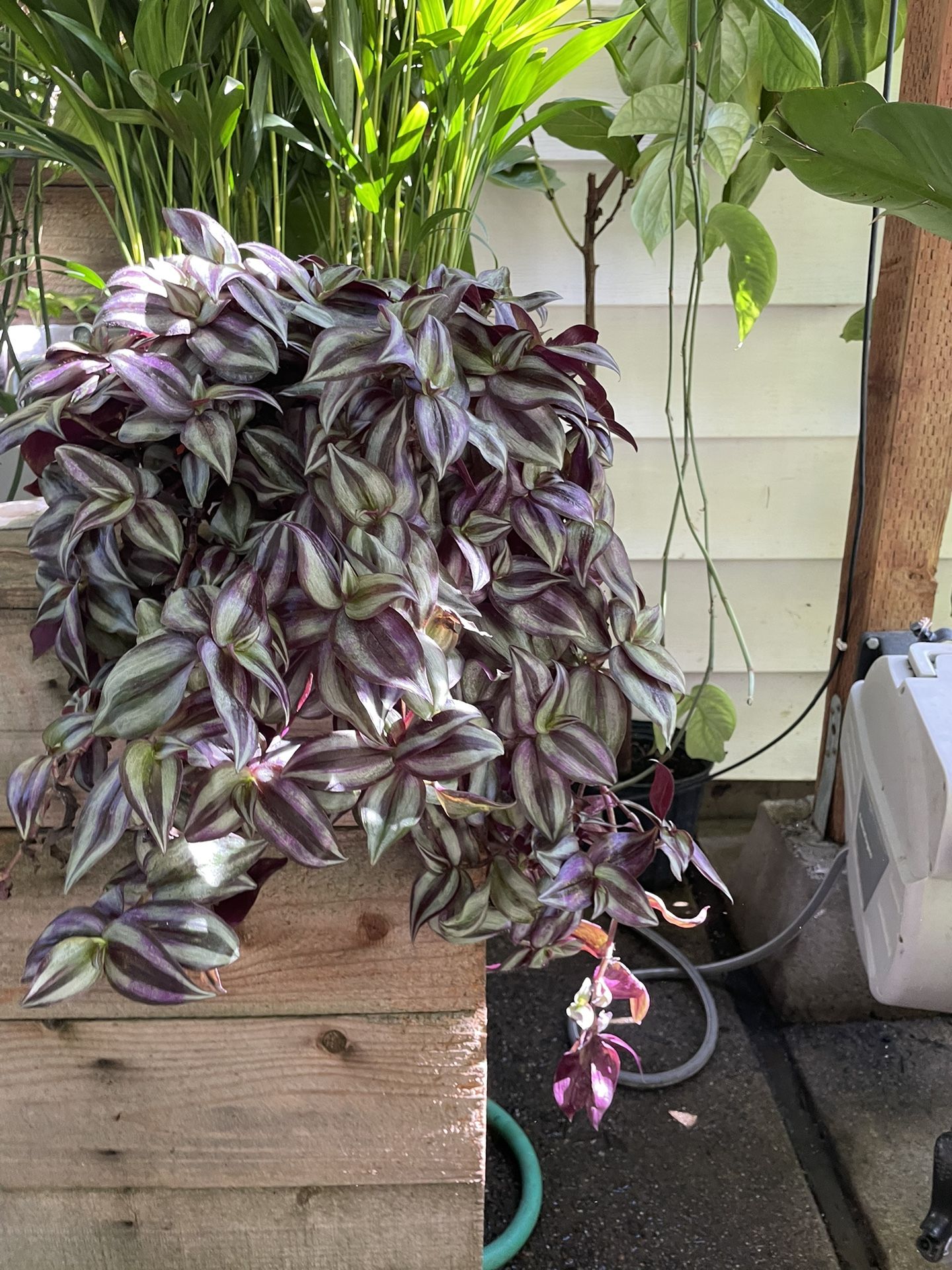 Live Art Plant!! Full/lush/trailing Tradescantia Zebrina, plant covers pot, you don’t see pot; 95820