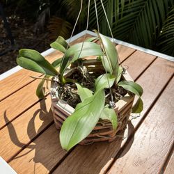 Triple Phalaenopsis Orchid Arrangement - 1 in Spike!