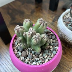 Ming Thing Cactus