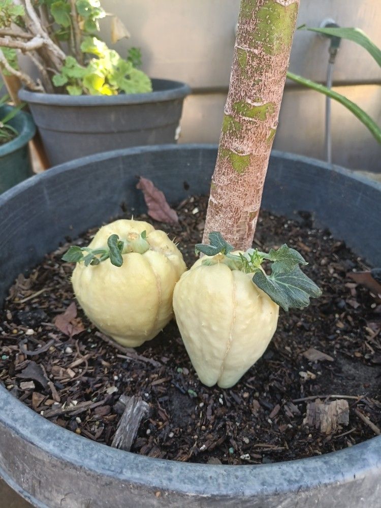 Chayote Blanco