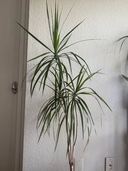 Beautiful house plant in decorative straw pot