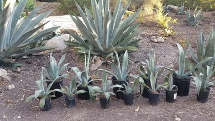 Blue Agave Sale/Buy 2 get 2 free