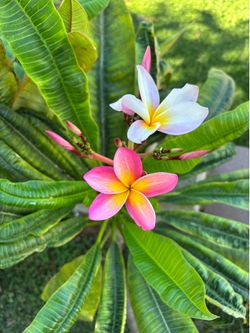 Plumeria cuttings 1 to 3 feet long